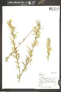 Salix exigua subsp. exigua image