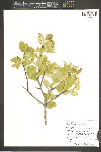 Prunus virginiana var. melanocarpa image