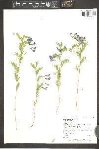 Vicia americana subsp. minor image