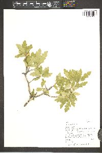 Quercus x undulata image