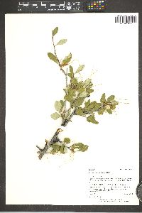 Cercocarpus montanus image