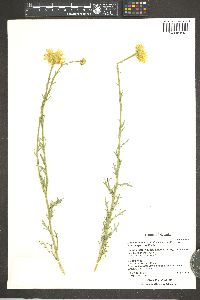 Machaeranthera canescens var. canescens image