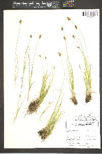 Carex leporinella image