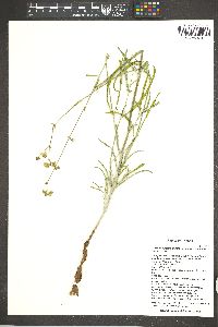 Mirabilis linearis var. decipiens image