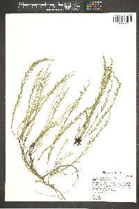 Hedeoma hyssopifolia image