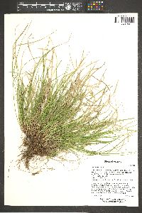 Carex rossii image