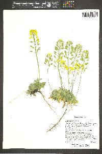 Draba asprella image