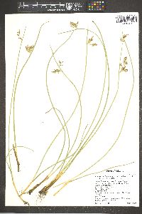 Juncus balticus subsp. mexicanus image