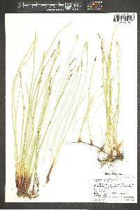 Eleocharis macrostachya image