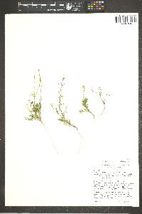 Image of Descurainia browniae