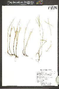 Kyllinga gracillima image