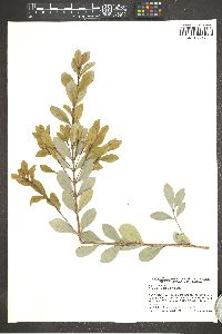 Gyminda latifolia image