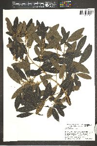 Pera bumeliifolia image