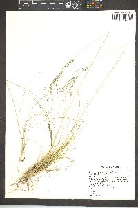 Eragrostis curvula image