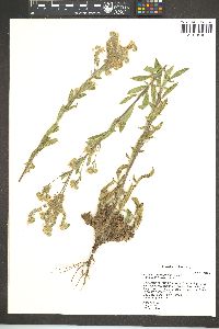 Phacelia heterophylla image