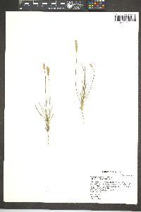 Plantago argyraea image