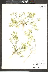 Lepidium montanum var. nevadense image