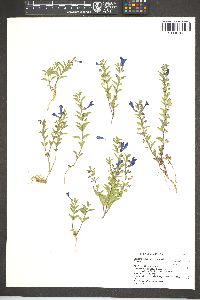 Scutellaria angustifolia image