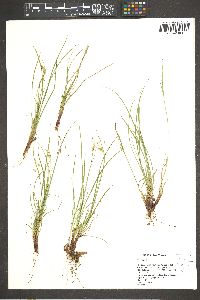 Carex rossii image