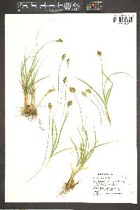 Carex straminiformis image