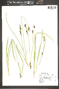 Carex scopulorum var. bracteosa image
