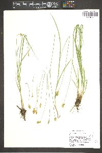 Carex subfusca image