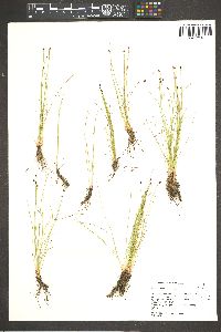 Eleocharis bolanderi image