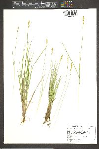 Carex canescens var. canescens image