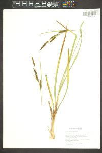 Carex nebrascensis image