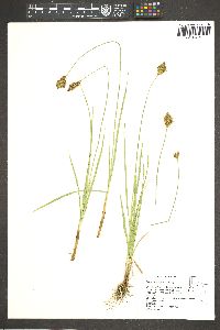 Carex straminiformis image