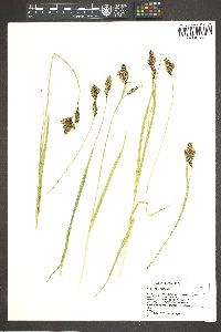 Carex heteroneura image