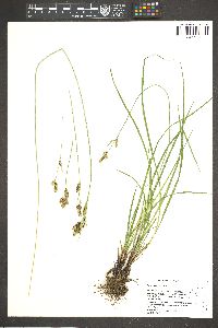 Carex heteroneura image