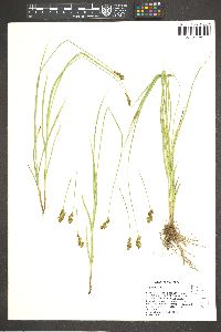 Carex subfusca image