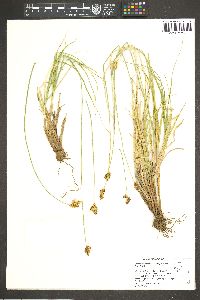 Carex straminiformis image