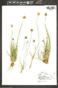 Carex straminiformis image