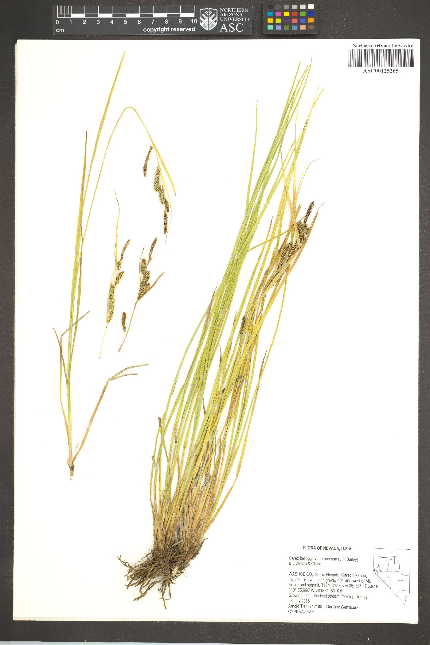Carex kelloggii var. impressa image