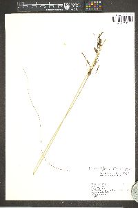 Fimbristylis castanea image