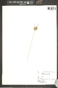 Cyperus retrorsus image