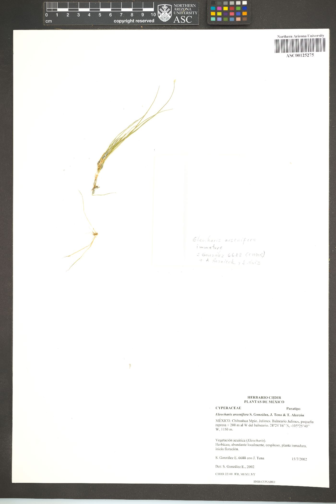 Eleocharis arsenifera image