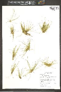 Eleocharis schaffneri image