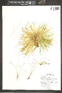 Eleocharis schaffneri image