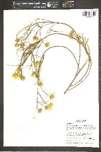 Aldama ensifolia image