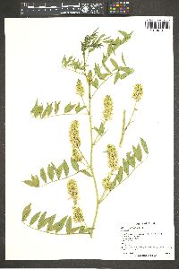 Glycyrrhiza lepidota image