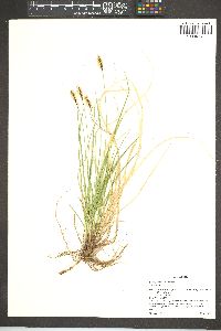 Carex curatorum image