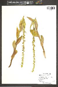 Platanthera huronensis image