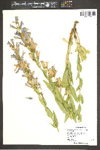 Penstemon venustus image