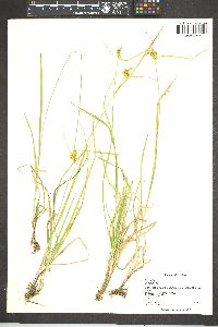 Carex flava image