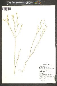 Linum aristatum image