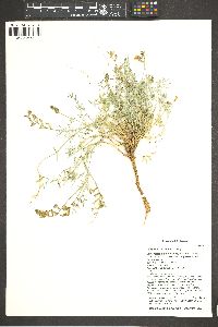 Astragalus arizonicus image