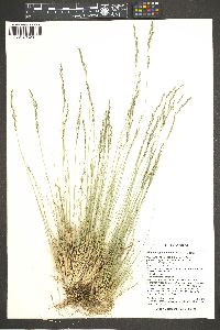 Muhlenbergia montana image